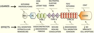 Thrombospondin 1 in Metabolic Diseases